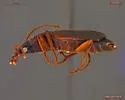 Cymindis cribricollis - photo 3