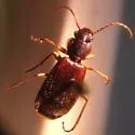 Cymindis cribricollis - photo 4