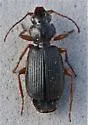 Cymindis cribricollis - photo 5