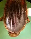 Cymindis elegans - photo 3