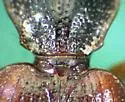 Cymindis elegans - photo 4