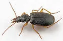 Cymindis laticollis-or-interior