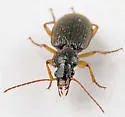 Cymindis laticollis-or-interior - photo 2