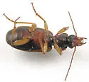Cymindis laticollis-or-interior - photo 3