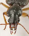 Cymindis laticollis-or-interior - photo 4