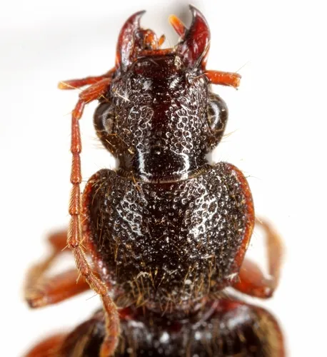 Cymindis laticollis