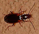 Cymindis limbata - Cymindis limbata