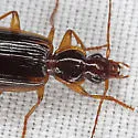 Cymindis limbata - photo 2