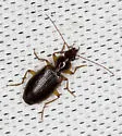Cymindis limbata - photo 3