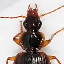 Cymindis limbata - photo 4