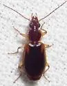 Cymindis limbata - photo 5