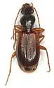 Cymindis neglecta - photo 2
