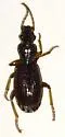 Cymindis neglecta - photo 3