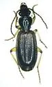 Cymindis neglecta - photo 4