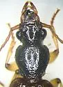 Cymindis neglecta - photo 5