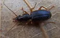 Cymindis pilosa - Cymindis pilosa