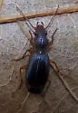 Cymindis pilosa - photo 2