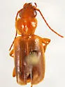 Cymindis planipennis - Cymindis planipennis