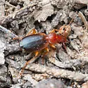 Cymindis planipennis - photo 3