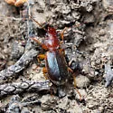 Cymindis planipennis - photo 4