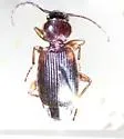 Cymindis planipennis - photo 5