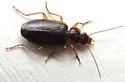 Cymindis platicollis - photo 4