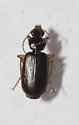 Cymindis platicollis - photo 5