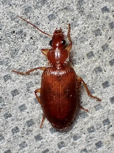 Cymindis punctifera - Cymindis punctifera