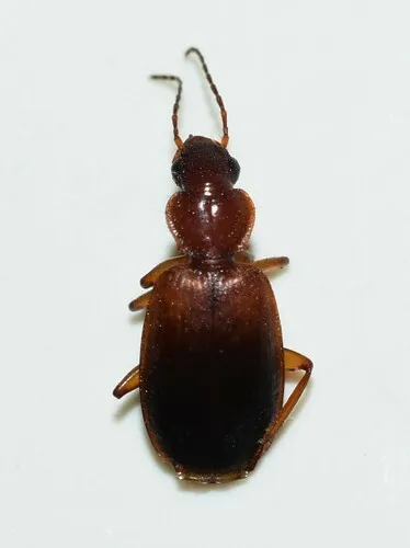 Cymindis punctifera - photo 2