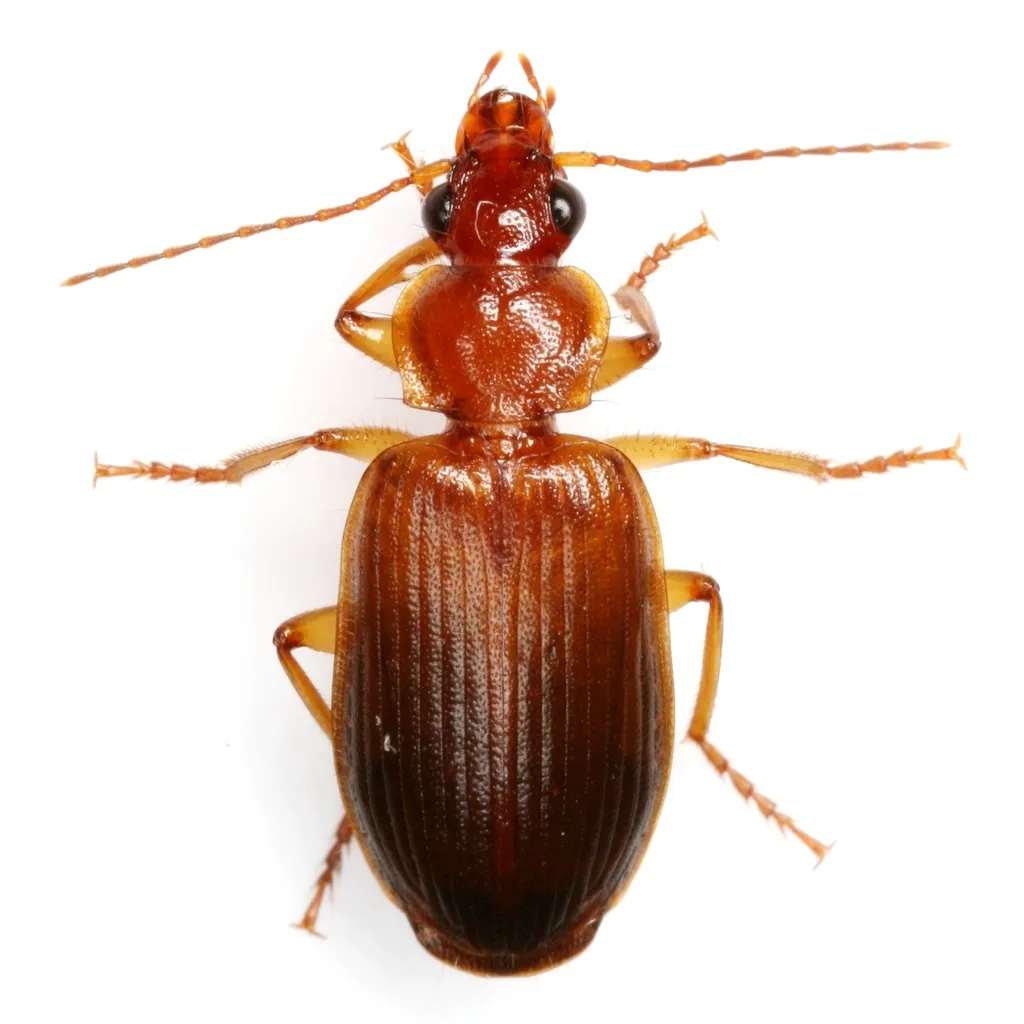 Cymindis punctifera - photo 4