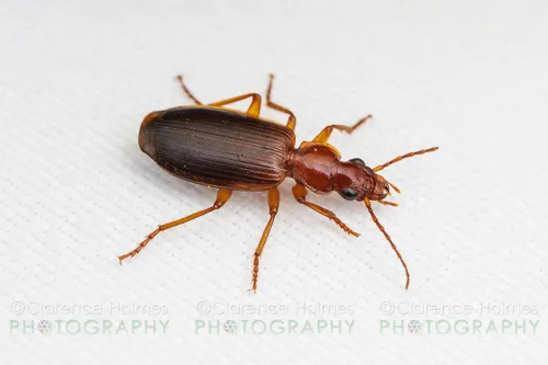 Cymindis punctifera - photo 5