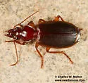 Cymindis punctigera - photo 2