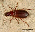 Cymindis punctigera - photo 3