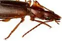 Cymindis punctigera - photo 4
