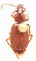 Cymindis punctigera - photo 5