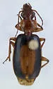 Cymindis rufostigma