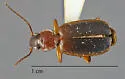 Cymindis sp-one-ariz - Cymindis sp-one-ariz