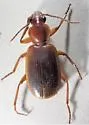 Cymindis sp-one-ariz - photo 2