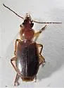 Cymindis sp-one-ariz - photo 3