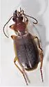 Cymindis sp-one-ariz - photo 4