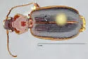 Cymindis sp-one-ariz - photo 5