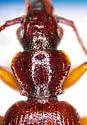 Cymindis unicolor - photo 2