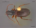 Cymindis unicolor - photo 3