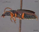 Cymindis unicolor - photo 4