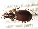 Cymindis unicolor - photo 5