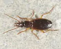 Cymindis uniseriata - Cymindis uniseriata
