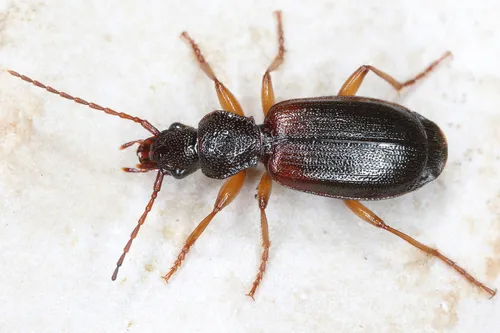 Cymindis vaporariorum
