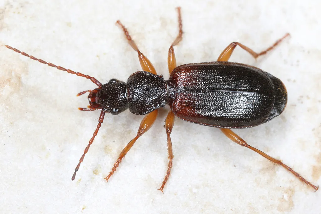 Cymindis vaporariorum - photo 2