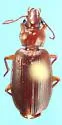 Cymindis yaqui - photo 2