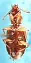 Cymindis yaqui - photo 3